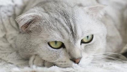 正规平台-新教练对球哥有更高要求 合同年他会打出何种表现