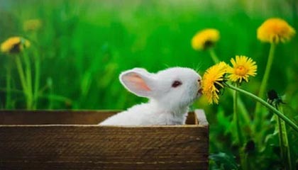 正规平台-新教练对球哥有更高要求 合同年他会打出何种表现